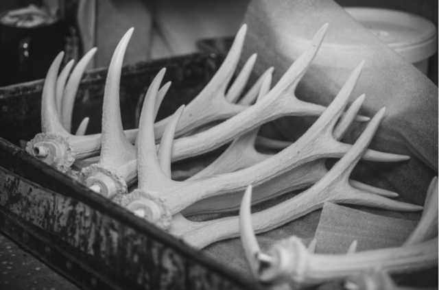 Antlers in tray