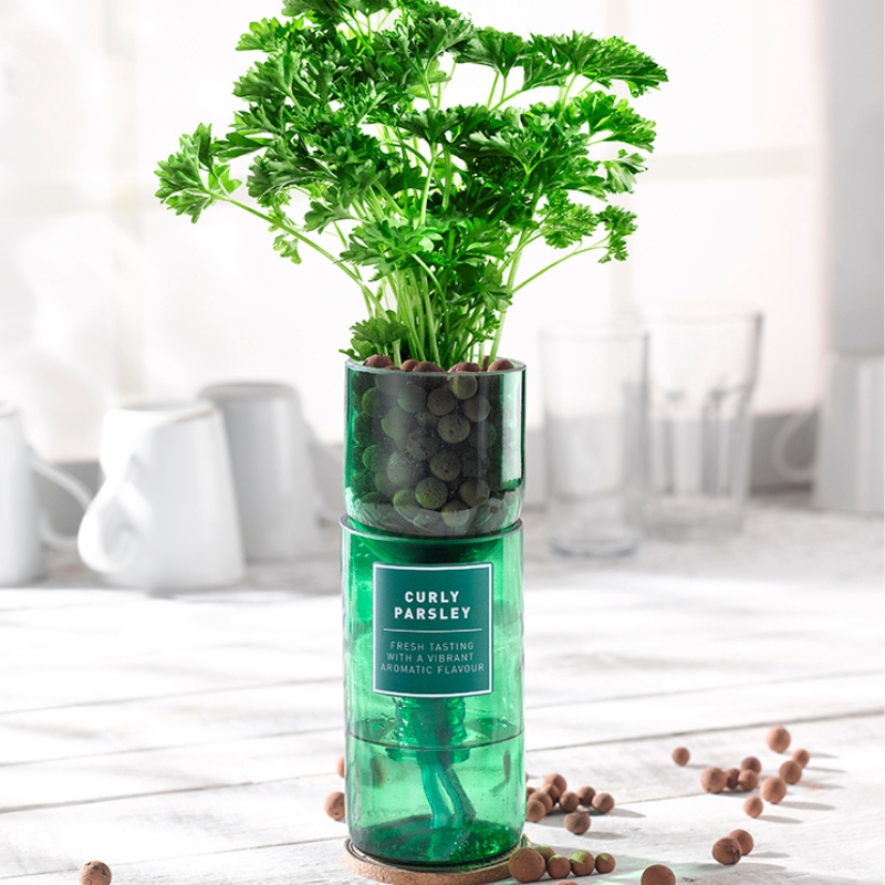 Grow your own Curly Parsley | Lighting Company UK