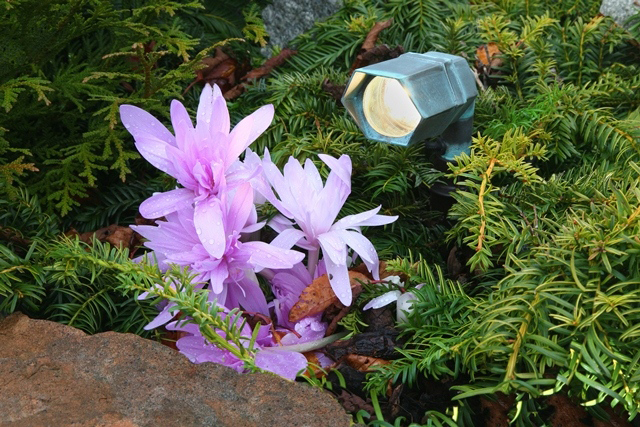 Garden Lighting