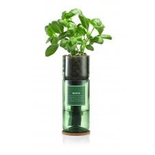 Grow Your Own Basil Herb Kit