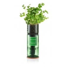 Hydro Herb kit with sprouting coriander