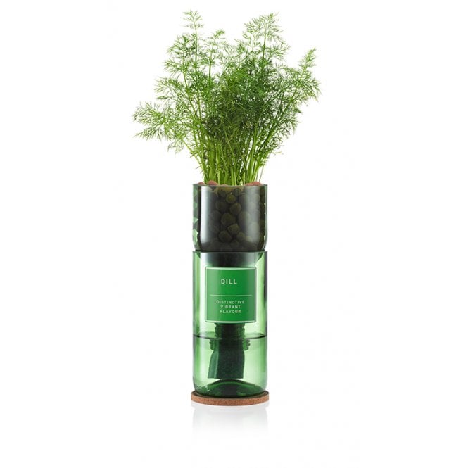 Grow Your Own Dill | Recycled Wine Bottle | Sustainable