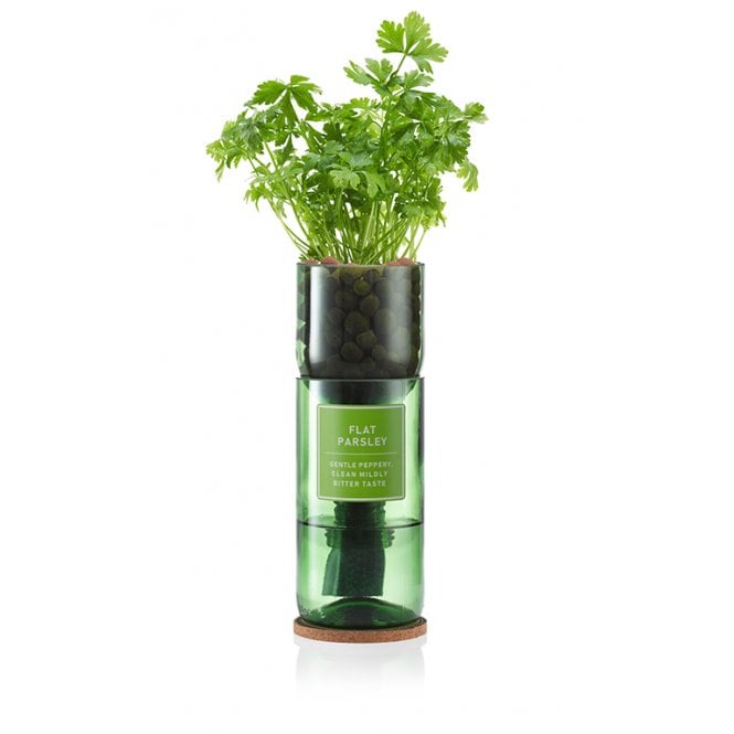 Grow Your Own Flat Parsley | Recycled Wine Bottle | Sustainable