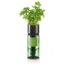 Hydro herb with growing Flat parsley
