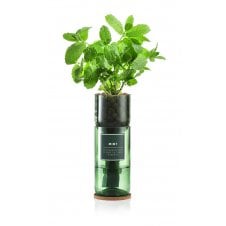 Hydro-Herb kit with Mint sprouting