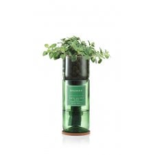 Hydro Herb kit with Oregano sprouting