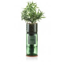Hydro-Herb kit with sprouting tarragon